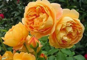 розы Остина фото сортов