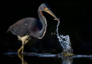 Best Bird Photography Settings