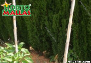 Campo de cultivos envarados