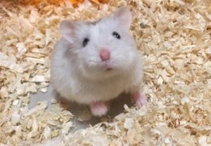 cry-hamster2