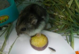 hamster-eat-potato