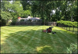 Read more about the article Your Healthy Lawns Awaits