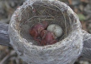Bird Egg Predators