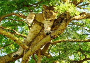 Queen Elizabeth National Park