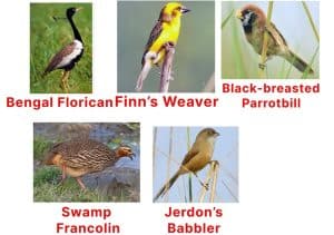 Which Bird is Found in Grassland of India