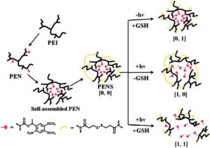 Schematic presentation of the assembly of the dual-responsive nitrobenzyl Scheme of the assembly dual-responsive nitrobenzyl-modified-polyetherimide micelles (PEN)