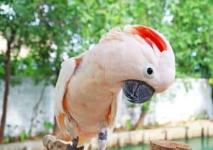 Can Birds Get Sunburn