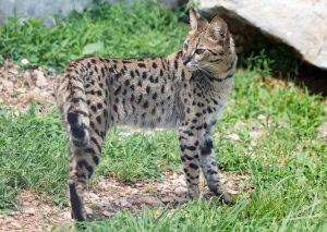 Tigger Savannah Cat