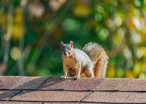 Squirrel caught by Wildlife X Team oklahoma city.