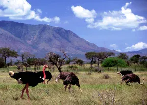 Kidepo valley nationa park