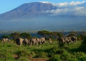 Rwanda Gorilla Trekking and Wildlife