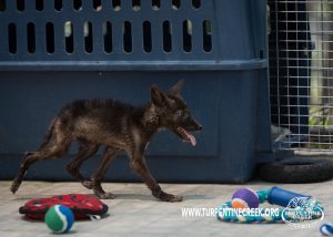 Joy the Melanistic Coyote