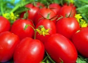вкусными сортами помидоров