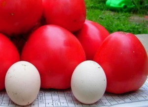 вкусными сортами помидоров для открытого грунта