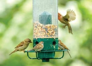 Is Bird Seed Spreading Weeds Or Flowers