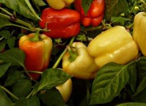 Перец болгарский толстостенный сорта