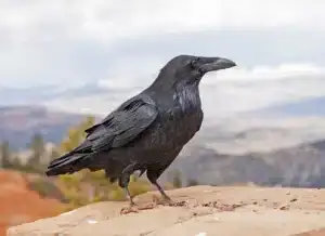 Smartest Bird Species