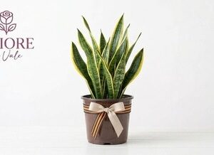Sansevieria Laurentii Premium