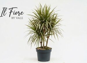 Dracaena Marginata Premium