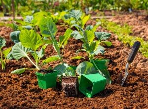 выращивание капусты декоративной из семян когда сажать