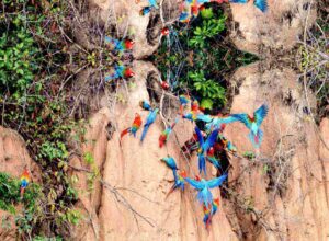 4D Macaw clay / Sandoval Lake (Super Deal)