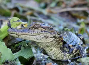 croco cun zoo