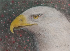 Bald Eagle Bird Art