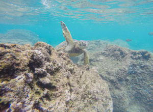 Snorkeling at Sharks Cove