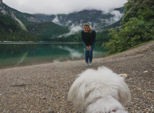 Tips for traveling with a dog in cabin