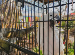 Local business guide for a unique, off the beaten path outing not far from Fayetteville. Here's why you need to visit Dunrovin Country Store.