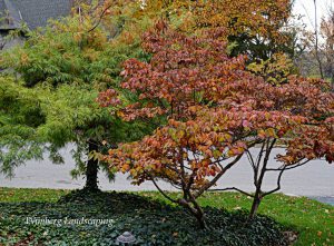 Read more about the article CHORES IN THE WINTER GARDEN – ORNAMENTAL TREE CARE