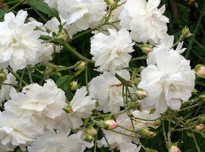 розы Остина фото сортов
