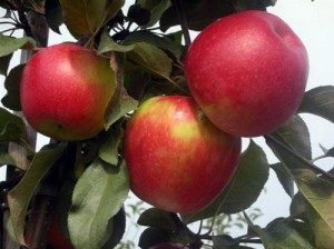 зимних сортов яблонь для сибири, для урала