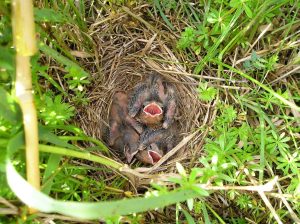 Bird Nest Conservation Programs