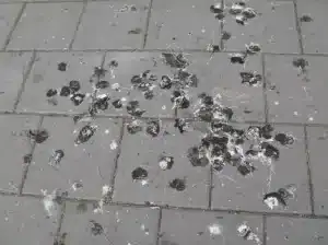 What is Histoplasmosis from Bird Droppings