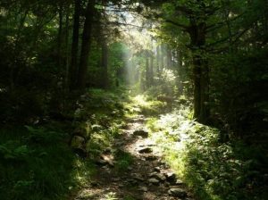 Road Prong Trail sunlight