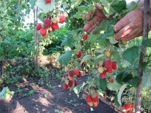 малина таруса выращивание