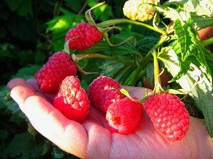лучшие ранние сорта малины
