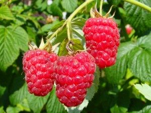 самые популярные сорта малины
