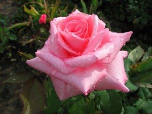 саженец розы сорта