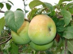 сорт яблони зимняя красавица описание