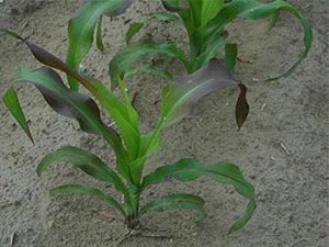 برنامه غذایی ذرت
