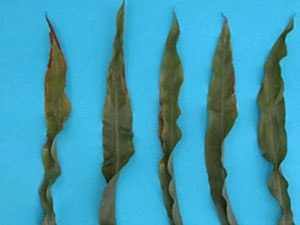 برنامه غذایی ذرت