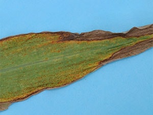 برنامه غذایی ذرت