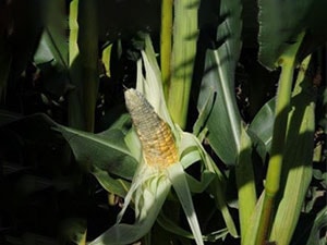 برنامه غذایی ذرت
