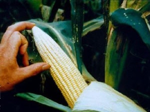 برنامه غذایی ذرت