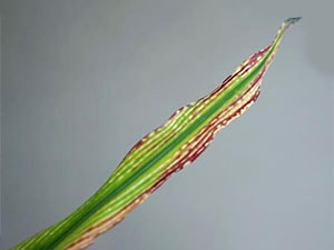برنامه غذایی ذرت