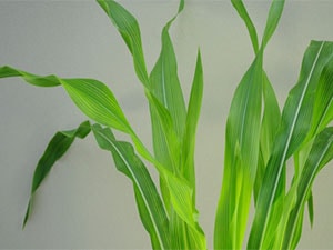 برنامه غذایی ذرت