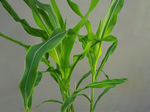 برنامه غذایی ذرت