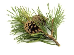 Liquid Odor Control-Pine